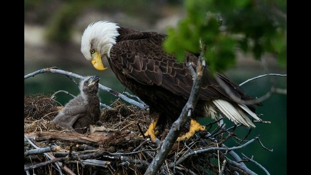 Сказка про орла и орлицу. смотреть онлайн