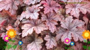 Гейхерелла Хани Роза. Краткий обзор, описание характеристик heucherella Honey Rose