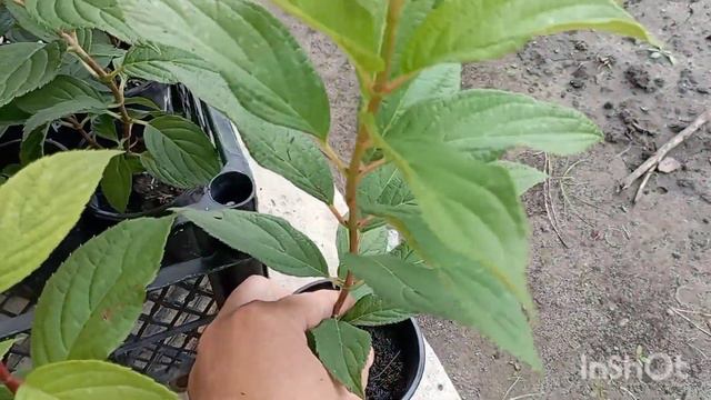 Какие саженцы гортензий я выращиваю и продаю🌿 #саженцы#гортензия