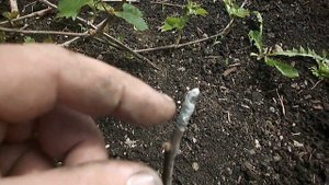 КАК ОСТАНОВИТЬ ПЛАЧЬ ВИНОГРАДА.