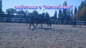 Самостоятельный галоп? Выездковая тренировка? Конноблог