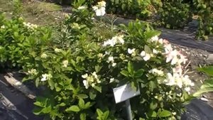 Die Hydrangeasy Darts Little Dot
