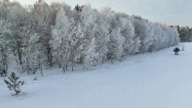 Акколь - Зимний лес - Рассвет