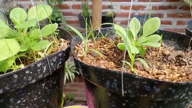 TUTORIAL MENANAM BUNGA PETUNIA DARI BENIH смотреть онлайн