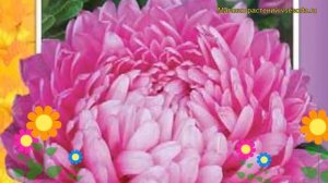 Астра пионовидная Пионовидная розовая башня. Краткий обзор, описание Pionovidnaya rozovaya bashnya