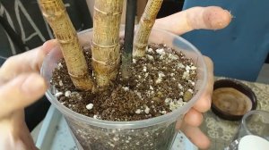 Пересадка растений. Толстянка, традесканция.