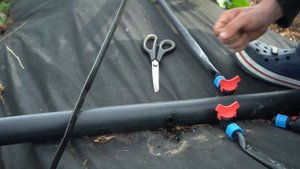 Капельный полив для КЛУБНИКИ. Ферма клубники в СПб