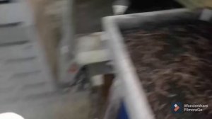 Дендробена. Кормим и перемешиваем