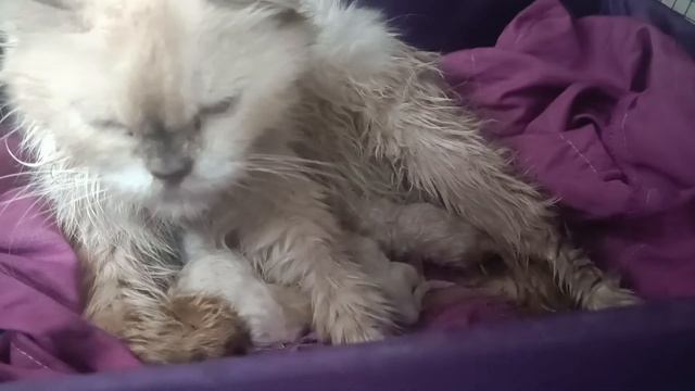 Kitten dies after birth