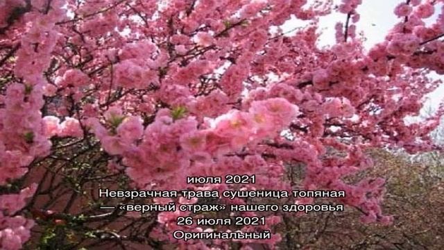 Выращивание абрикос на дачах Подмосковья