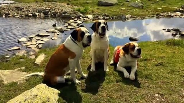 Walking on Great St.Bernard Pass with dogs. Прогулка с собаками по Сен-Бернарскому перевалу смотреть онлайн