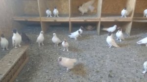 Голуби БАКИНСКИЕ.ГОЛОВАТЫЕ