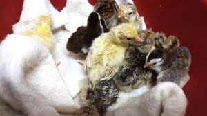 павлины и цесарки, птенцы из инкубатора.