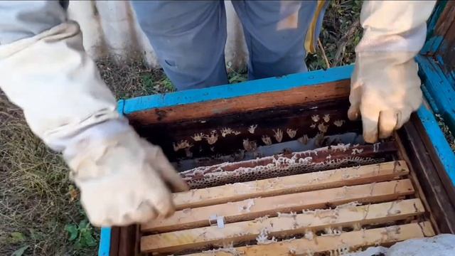 Обрабатываем пчел .Объединяем пчелиные семьи.Пасека.
