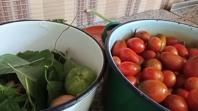 Самые вкусные квашеные помидоры!Зелёные и красные квашеные помидоры/Бочковые помидоры/Соленья