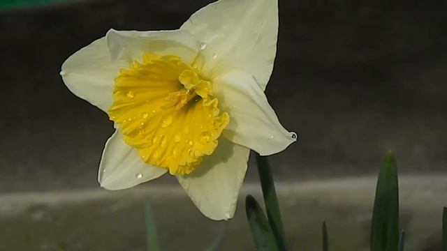 Нарцисс цветок 1 22 03 2020 смотреть онлайн