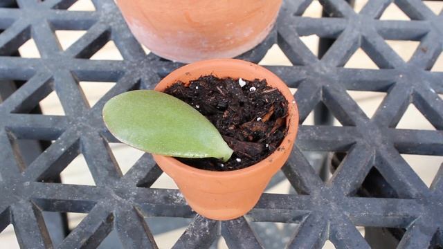 How To Grow A Jade Plant From Single Leaf смотреть онлайн