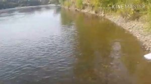 Щуки в Канске!