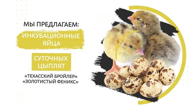 Суточные перепела пород Золотистый Феникс и Техасский белый бройлер