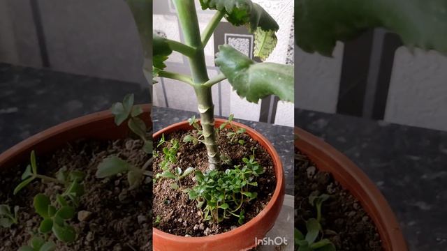 каланхоэ дегремона гулини бошка идишга утказдим. пересадка калонхоэ дегремона.31 марта 2023 г.
