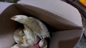 Куры от Несушки.ру - я в шоке. #Nesushki.ru