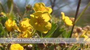 Лапчатка пепельная