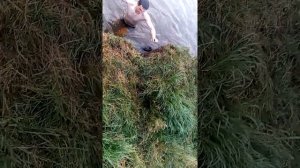 22 июня 2017 г.