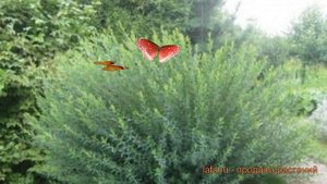 Ива пурпурная Маяк (salix purpurea majak) ? пурпурная ива Маяк обзор: как сажать, саженцы ивы Маяк