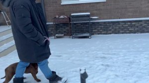 Как быстро научить собаку гулять с поводком? Ответ в этом видео! Подробный гайд