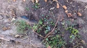 Виноград из косточки. Укрытие на зиму. Эксперемент продолжается.