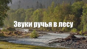 Видео Звуки природы 1 час для отдыха. Ручей. Лес. Пение птиц. Релакс.