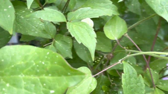 25 maja🤍wczesne Clematisy i wiciokrzewy💛Hecrotta American Beauty🌸💛co kwitnie przed dniem Matki🧡 смотреть онлайн