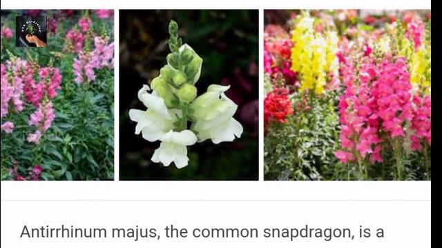 Gomphrena  Dogflower Summer Flowers Plant Care  Glob Amaranth  Globosa  SnapDragon  Antirrhinu