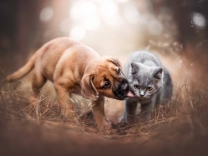 ЕСТЬ ЛИ ДУША У ЖИВОТНЫХ  ВЕДЬМИНА ИЗБА  ИНГА ХОСРОЕВА