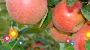 Яблоня. Краткий обзор, описание характеристик, где купить саженцы malus domestica Беркутовское