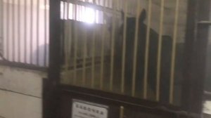 Лечение лошадей Тамбей. лечение животных от простуды. Инструкция Тамбей. инструкция йодная шашка.