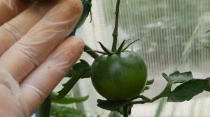 Козула 179, Большая лодка Бруно и другие , продолжаю обзор теплицы