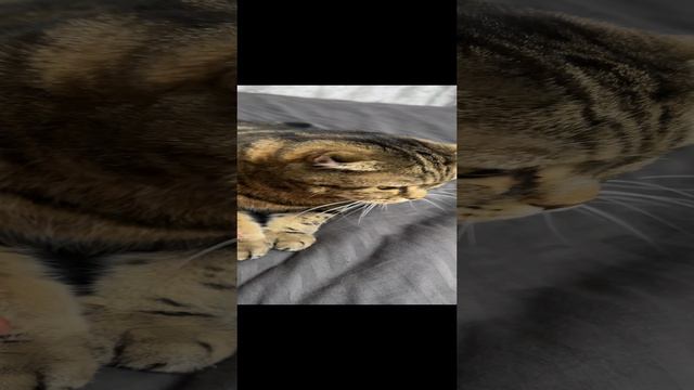 ЧЕССИ🐯ЧУВСТВОВАТЬ, ЧТО ТЫ РЯДОМ🧩