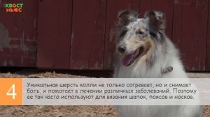 7 интересных фактов о колли