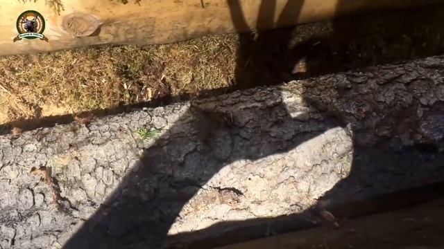 Стройка избы в лесу за 15 минут/Все этапы в одном фильме/Законность строительства смотреть онлайн