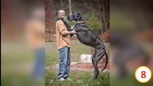 ТОП 10 Самых больших животных в мире