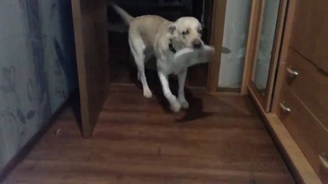 Лабрадор приносит тапочки - Помощница Аризона смотреть онлайн