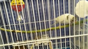 Стоит ли включать попугаю чириканье других птиц?