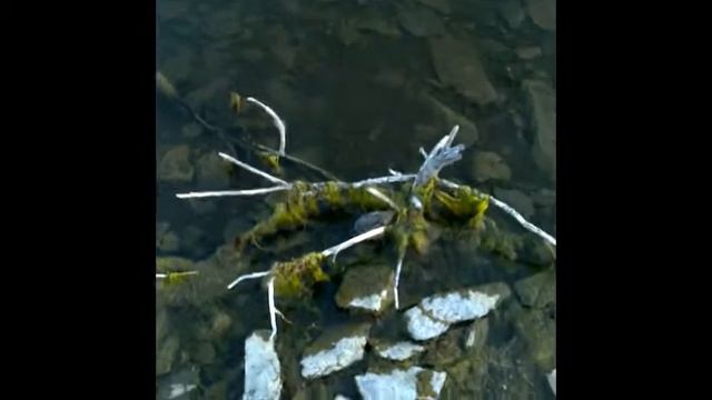 Маскировка чтобы выжить смотреть онлайн