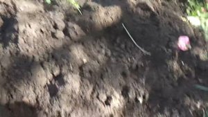 Картошка под сеном