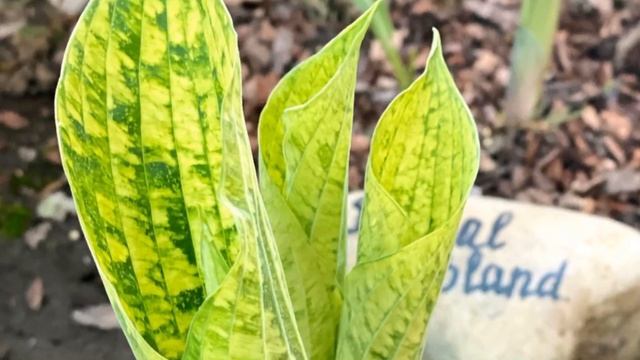 Hosta Danica Poul смотреть онлайн