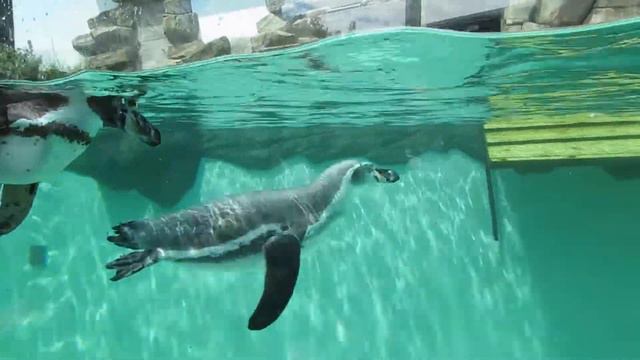 Пингвины на улице 24.06.2019 смотреть онлайн