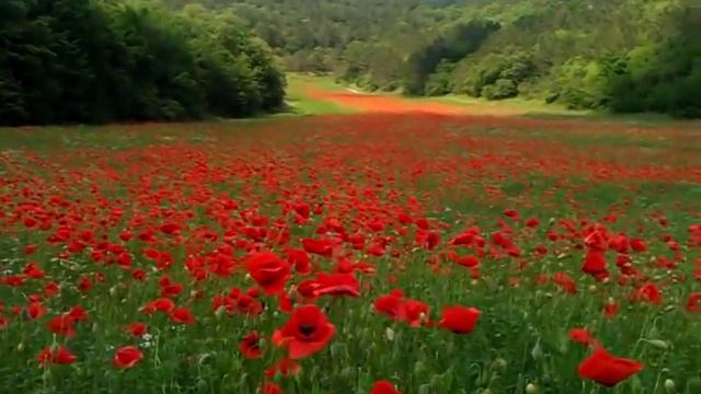 Маковая река. Крым 2011 Poppy River. Crimea смотреть онлайн