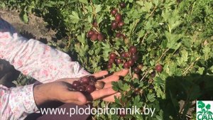 Крыжовник сорт Юбиляр. Высокоурожайный крупноплодный крыжовник.