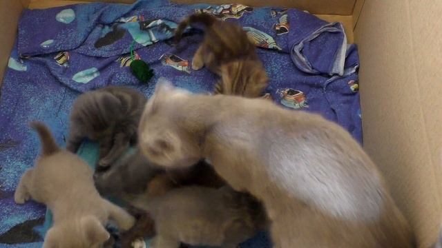 Котята. Шотландские страйты взрослеют учатся ходить. Мамочка шотландская вислоухая с котятами.